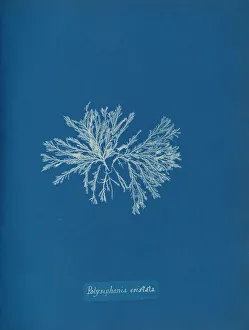 Polysiphonia cristata, um etwa 1853 von Anna Atkins erstellt wurde