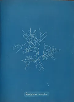 Anna Atkins Cyanotype Drucke: Polysiphonia subulifera, ca. 1853. Creator: Anna Atkins
