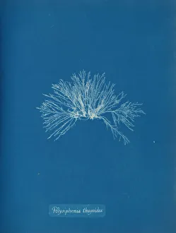 Polysiphonia thuyoides, um 1853 von Anna Atkins