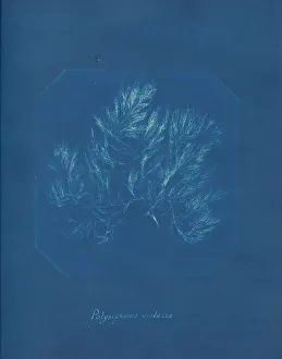 Anna Atkins Cyanotype Drucke: Polysiphonia violacea, ca. 1853. Creator: Anna Atkins