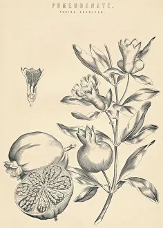 Black And White Botany Images Drucke: Pomegranate, c19th century