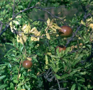 Zitrusfrüchte auf Sizilien