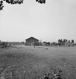 Möglichst : Chris Adolf und sein Team sowie ... Kinder auf ihrem neuen Bauernhof in Washington im Yakima-Tal , 1939. Schöpferin: Dorothea Lange