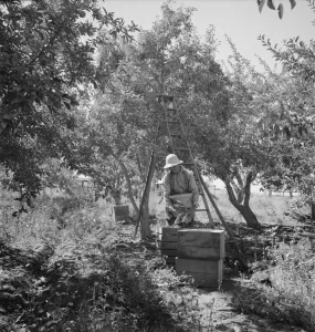 Möglicherweise: Abfall eines vollständigen Säckchen von geernteten Birnen in einen Korb... Yakima-Valley, Washington, 1939. Erstellerin: Dorothea Lange
