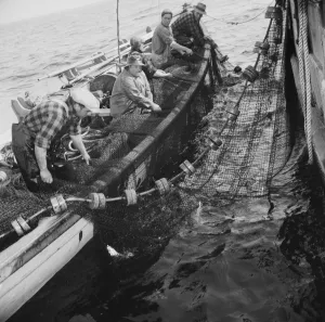 Black And White Fishing Images Drucke: Possibly: Gloucester fishermen pulling in their nets to bring