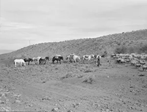 Black And White Animal Photography Drucke: Possibly: Pack train coming down from summer camp