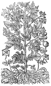 Woodcut Botanical Art Drucke: Potato, 1640