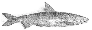 Aquatic Life Art Drucke: The Powan, 1862. Creator: Unknown