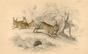 William MacGillivray Artwork Drucke: Rabbit (Oryctolagus cuniculus), 1828