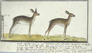 Rijksmuseum Heritage Images Drucke: Raphicerus campestris (Steenbok), 1777-1786. Creator: Robert Jacob Gordon