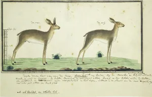 Rijksmuseum Heritage Images Drucke: Raphicerus campestris (Steenbok), 1777-1786. Creator: Robert Jacob Gordon