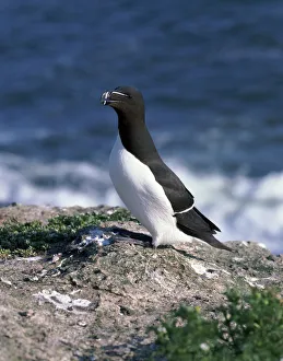 Razorbill Bird Drucke: Razorbill
