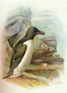 Razorbill Bird Drucke: Razorbill - Al ca tor da, c1910, (1910). Artist: George James Rankin