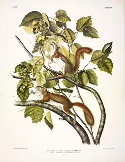 North American Quadrupeds Drucke: Red Squirrel, Sciurus Hudsonius, 1845