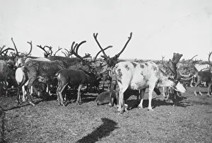 Alaskan Wildlife Photography Drucke: Reindeer, between c1900 and c1930. Creator: Unknown