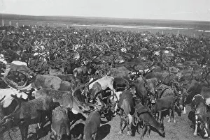 Rinder, zwischen 1900 und 1930; Urheber unbekannt