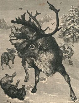 Reindeer In Winter Drucke: The Reindeer, c19th century