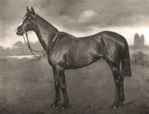 Edwardian Era Animal Art Drucke: Ross, 1911. Creator: Unknown