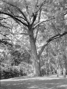 Black And White Tree Photos Drucke: Rothbart, Albert, Mr. grounds, between 1920 and 1935. Creator: Arnold Genthe
