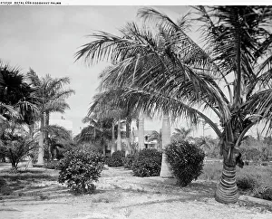 Black And White Photography 1900s Drucke: Royal and cocoanut palms, c.between 1910 and 1920