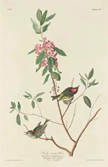 Rothänselwürger, 1834. Erfinder: Robert Havell