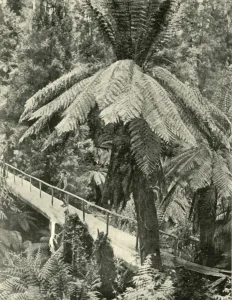 Federated Australia Images Drucke: A Rustic Bridge, 1901. Creator: Unknown
