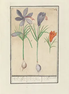 Saffron Crocus Drucke: Saffron crocus (Crocus sativus), 1596-1610. Creators: Anselmus de Boodt, Elias Verhulst
