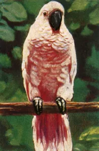 Cigarette Card Album Drucke: Salmon-crested cockatoo, c1928. Creator: Unknown