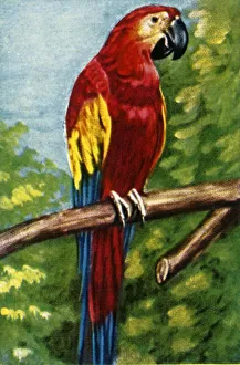 Cigarette Card Album Drucke: Scarlet macaw, c1928. Creator: Unknown