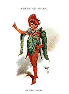 Scarlet Runner Bean Drucke: The Scarlet Runner, 1899
