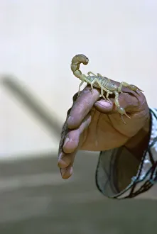 Scorpion