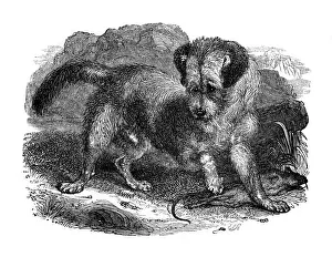 Scottish Terrier Drucke: Scottish terrer, 1848