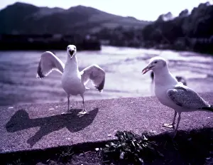 Arthur Charles Kirby Ware Drucke: Seagulls, Ilfracombe, Devon, c1955. Creator: Arthur Charles Kirby Ware