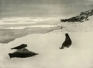 Ernest Shackleton Drucke: Seals at the Ice-Edge, c1908, (1909)