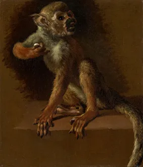 Ein sitzender Affe, vor 1685. Künstler: Jan Weenix