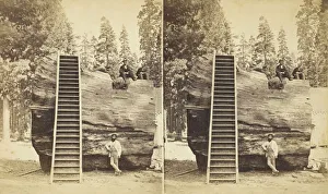 Giant Sequoia Tree Drucke: Section of the Original Big Tree, 92 ft. in circumference, 1870 / 71