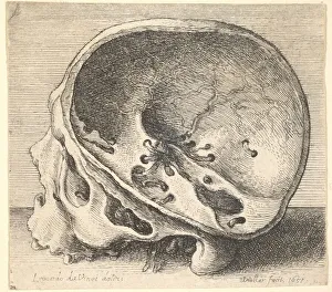 Sektioniertes Gehirn im Profil zur Linken mit der linken Seite des Schädels entfernt, 1651