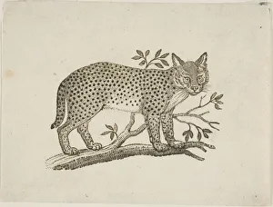Thomas Bewick Art Drucke: The Serval, n. d. Creator: Thomas Bewick