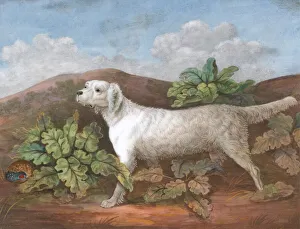 Heritage Art Of Britain Drucke: A Setter: Facing Left, with a Partridge Hiding among Burdocks on the Left, ca. 1805