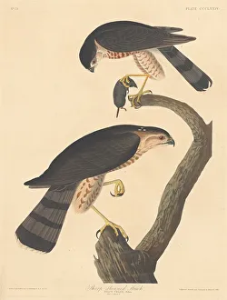 Hand Colored Engraving Art Drucke: Sharp-shinned Hawk, 1837. Creator: Robert Havell