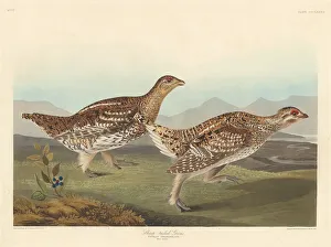 American Ornithology Illustrations Drucke: Sharp-tailed Grous, 1837. Creator: Robert Havell