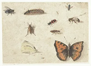 Blatt der Studien von neun Insekten, um 1653-um 1661; Ersteller: Jan van Kessel