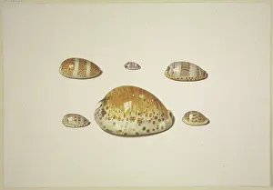 Natural History Drawings Drucke: Six shells, including a large yellow one, 17th century. Creator: D Hogh