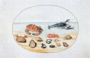 Aquatic Life Art Drucke: Shells and Shellfish, 16th century. Artist: Joris Hoefnagel