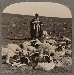 Schäfer und Herde um 1900