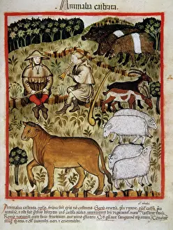 Medieval Health Handbook Drucke: Shepherds and cattle, 14th century. Creator: Unknown