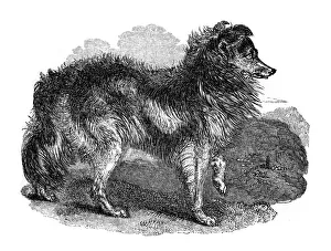 The Print Collector Artwork Drucke: Shepherds dog, 1848