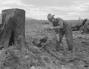 Zeigt Methode zur Ziehen eines Tomarackschweins; Bonners Landkreis in Idaho (USA), 1939. Erstellerin: Dorothea Lange