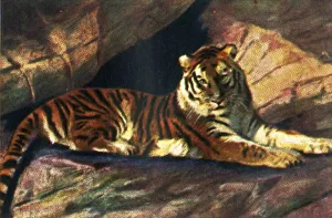 Georg A Jasmatzi Prints Drucke: Siberian tiger, c1928. Creator: Unknown
