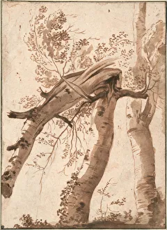 Albertina Vienna Collection Drucke: Two Silver Birches, the Front One Fallen, c. 1629. Artist: Poussin, Nicolas (1594-1665)